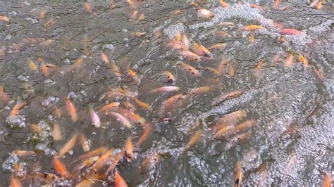 Small Tilapia Are Fighting For Food In A Fish Pond Using The Biofloc