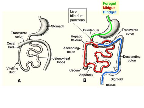 Ppt Embryology Development Of Digestive System Powerpoint