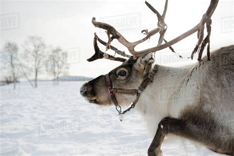 Side View Of Reindeer Standing In Snow Stock Photo Dissolve