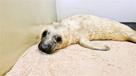 First Grey Seal Pups Of The Season Sspca