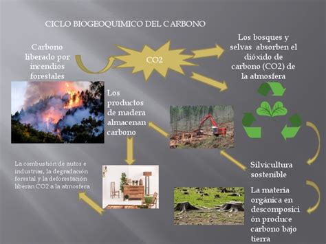 Ciclo Biogeoquimico Del Carbono Pdf