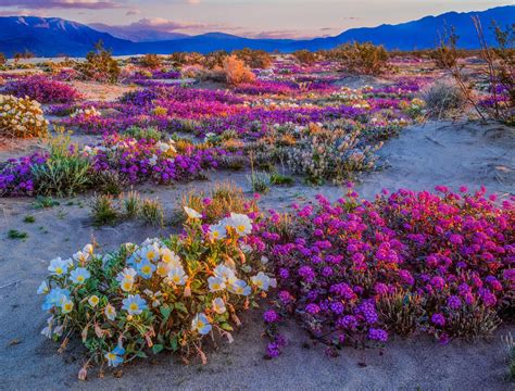 California Might Be Set For Another Incredible Wildflower Bloom In 2021