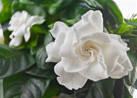 Grow Gardenias Indoors Tips For Thriving Fragrant Blooms Globo Garden