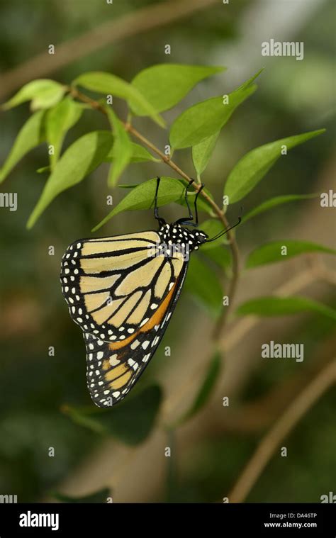 Monarch Butterfly Danaus Plexippus Adult Hanging Upside Down From
