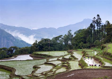 Terraced Rice Fields In Yuanyang Yunnan Province China Stock Photo