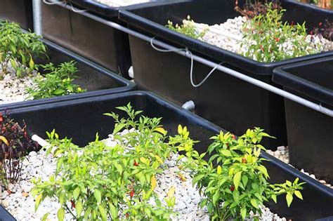 A Complete Guide To Aquaponic Gardening