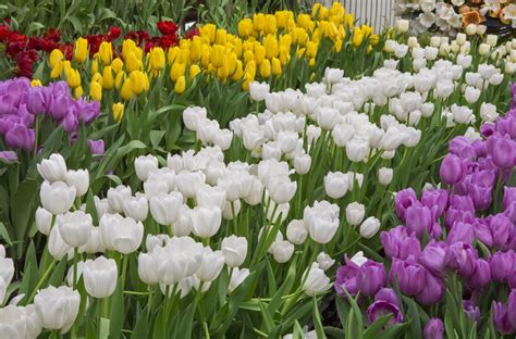 The Surprisingly Different Types Of Tulips Garden Lovers Club