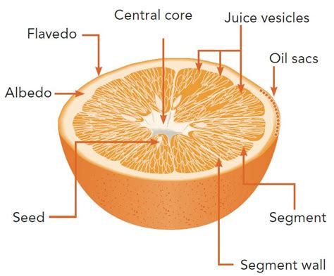The Orange Fruit And Its Products Orange Book