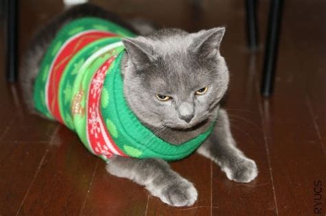 Caterville Cats Wearing Christmas Sweaters