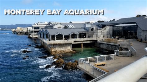 Discovering The Wonders Of The Ocean With Monterey Bay Aquarium