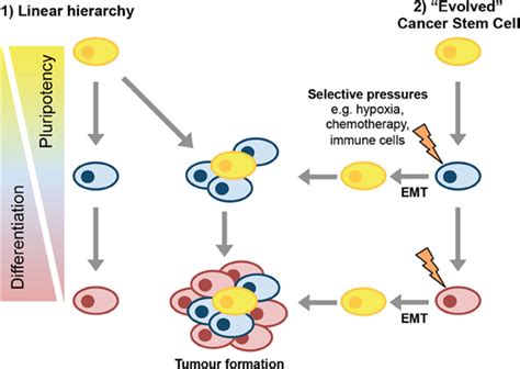 Frontiers Breast Cancer Stem Cells Physiology