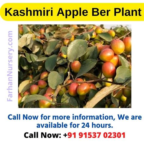 Kashmiri Apple Ber Plant Best Plant Nursery In West Bengalkolkata। Farhan Nursery फरहान नर्सरी