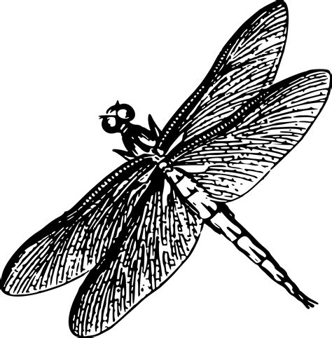 Dragonfly Clipart Black And White Dragonfly Black And White Transparent Free For Download On