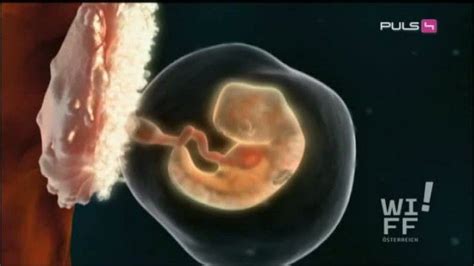 Herkömmliche schwangerschaftstests können frühestens 14 tage nach der befruchtung zuverlässig anzeigen, ob eine schwangerschaft vorliegt. Das Wunder Mensch: Das passiert bei einer Schwangerschaft ...