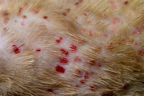 Dermatology Disease At The Cat Scin With Lots Of Red Acne Stock Photo