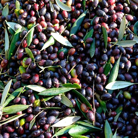 How To Grow Olives Step By Step And Discover The Five Best Olive Trees