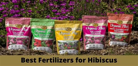 10 Best Fertilizer For Hibiscus Reviews And Guide 2020