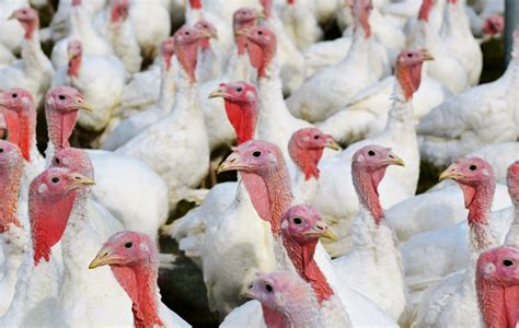 Dafm Second Turkey Flock Culled In Co Monaghan Agrilandie
