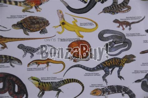 Charts Posters B2 Chart Reptiles Of Australia Snakes Lizards Turtles