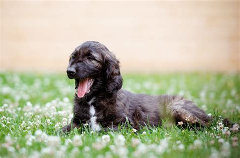 Poodles the afador is a mix of the afghan hound and the labrador retriever. Afador Dog Breed Health, Temperament, Grooming, Feeding ...