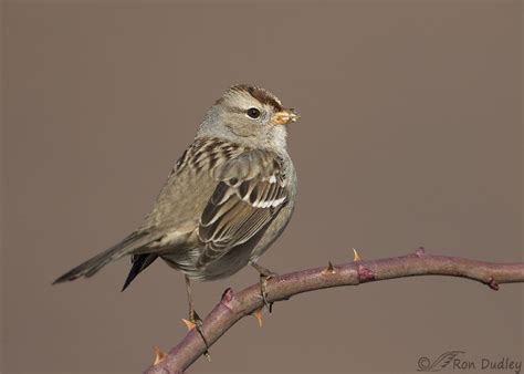 Adult And Juvenile White Crowned Sparrows Feathered Photography