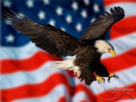 American Flag With Eagle Wallpaper Wallpapersafari