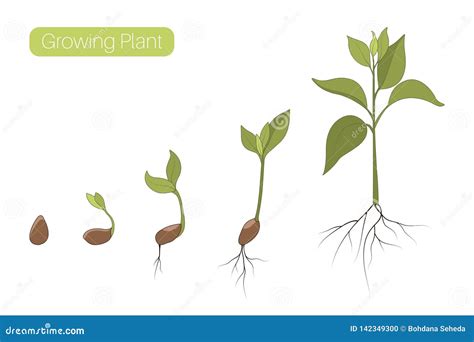 Plant Growth Phases Stages Flat Vector Illustration Evolution