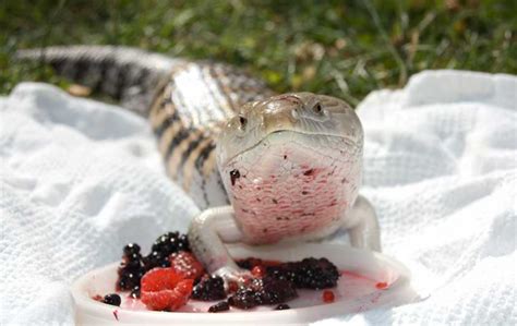 Best Food For Blue Tongue Skink Reviews 2019 My Life Pets