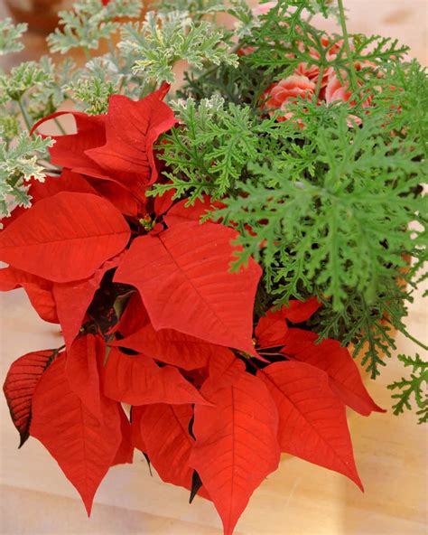 Poinsettia Centerpiece And Video Martha Stewart