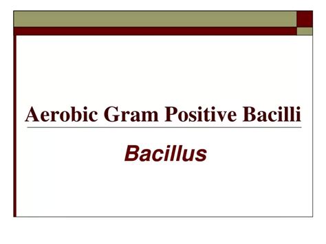 Ppt Aerobic Gram Positive Bacilli Powerpoint Presentation Free