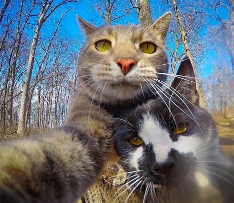Meet Manny The Selfie Cat Who Just Cant Get Enough Of The Camera And