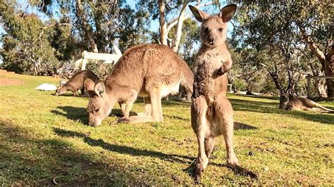 the complete guide to marsupials in tasmania — bonorong wildlife sanctuary