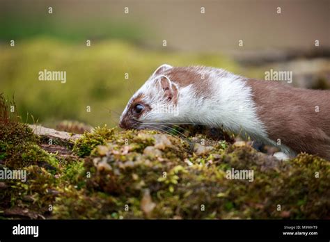 The Stoat Also Known As The Short Tailed Weasel Or Simply The Weasel