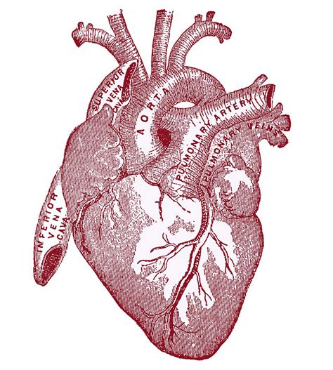 9 Anatomical Heart Drawings The Graphics Fairy