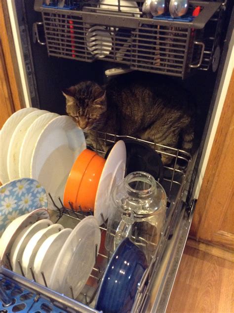 Silly Cat Likes To Get In The Dishwasher Silly Cats Cats Silly