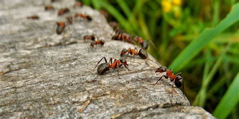 I have stirred up more fire ant nests than i want to remember by weeding or for ants, there are loads of natural methods, but my favorite is diatomaceous earth. Got Ants in Your Plants? Here's What You Need to Know