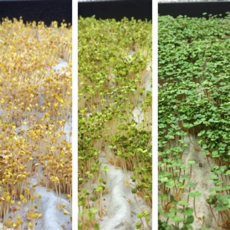 Find everything you need to begin growing microgreens at home yourself. The Chef Grows - Kitchen Microgreens Farm | Garden Culture ...
