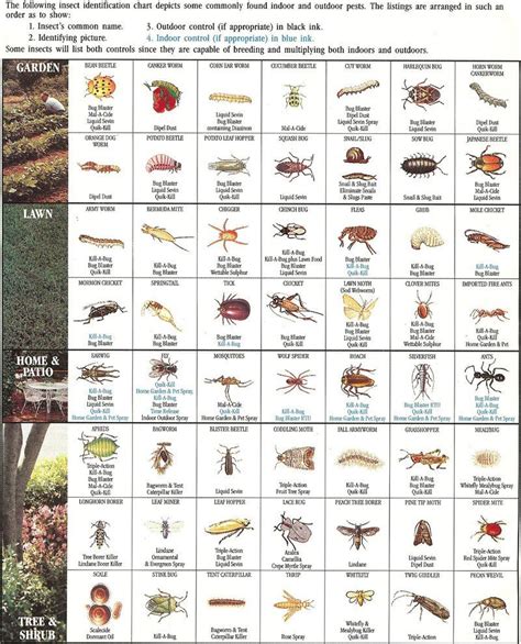 Insect Identification Chart Insect Identification Garden Pests Garden Pests Identification