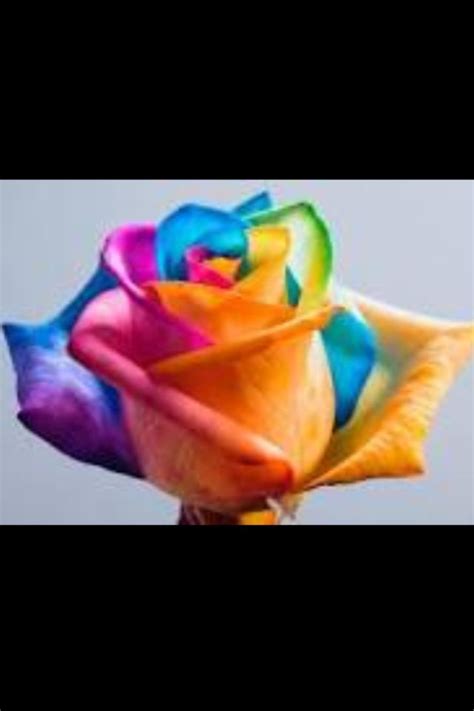 Make Your Own Tye Dye Roses Rainbow Roses Rainbow Flowers Rose Seeds