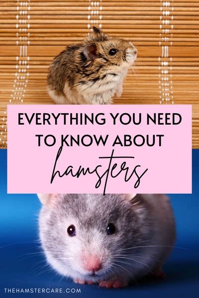 Here Are Some Fun And Interesting Facts About Hamsters Lets Talk