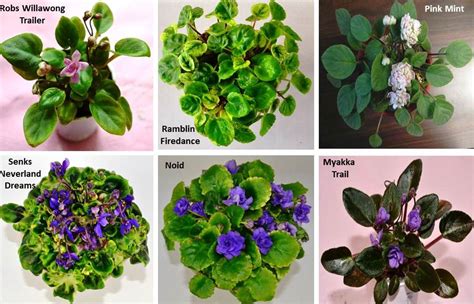 What Are The Different Types Of African Violet Plants