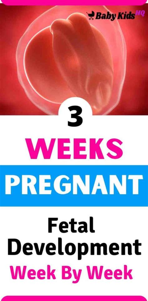 Baby Development In Womb 3 Weeks Pregnant Babykidshq