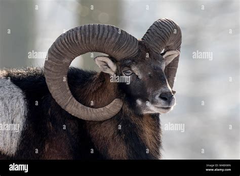 European Mouflon Ovis Orientalis Musimonramanimal Portrait