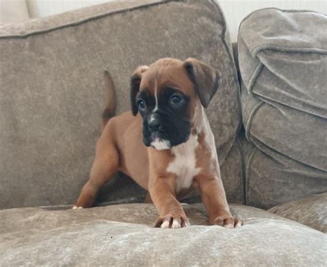 Boxer Puppies Indianapolis Boxer Puppies For Sale Louisville Ky