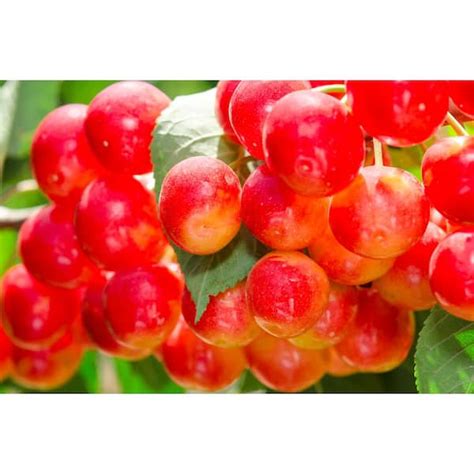 Buy Dwarf Rainier Cherry Tree Bare Root Online In India