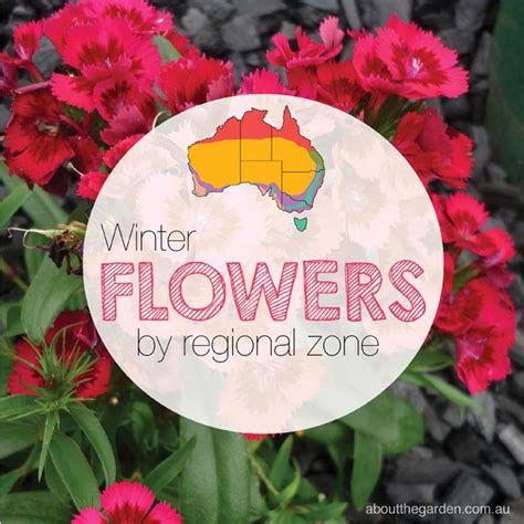 Winter Flower Guide By Regional Zone Aboutthegardenmagazine Flower