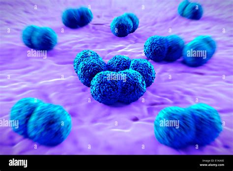 Neisseria Meningitidis Fotografías E Imágenes De Alta Resolución Alamy