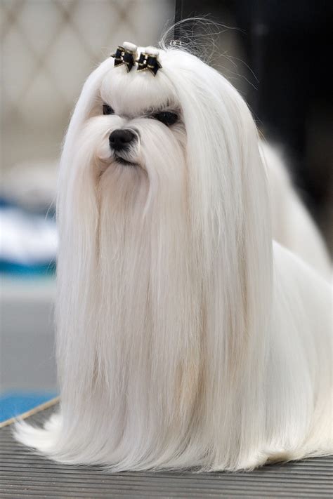 They range from tiny toy breeds like the yorkshire terrier to extra large breeds like the old english sheepdog. Malteser - Wikipedia, den frie encyklopædi