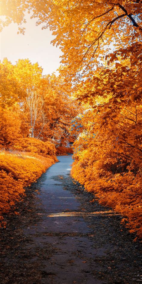 Park Trees Foliage Autumn Pathway Leaves 1080x2160 Wallpaper