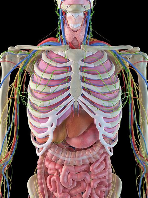 Diagram Rib Cage With Organs Human Ribcage And Internal Organs Images